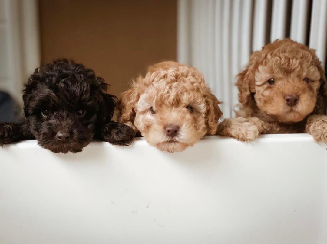 cavoodle faqs