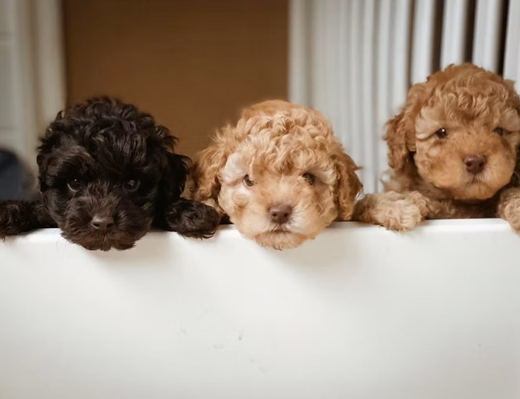 cavoodle guardianship program