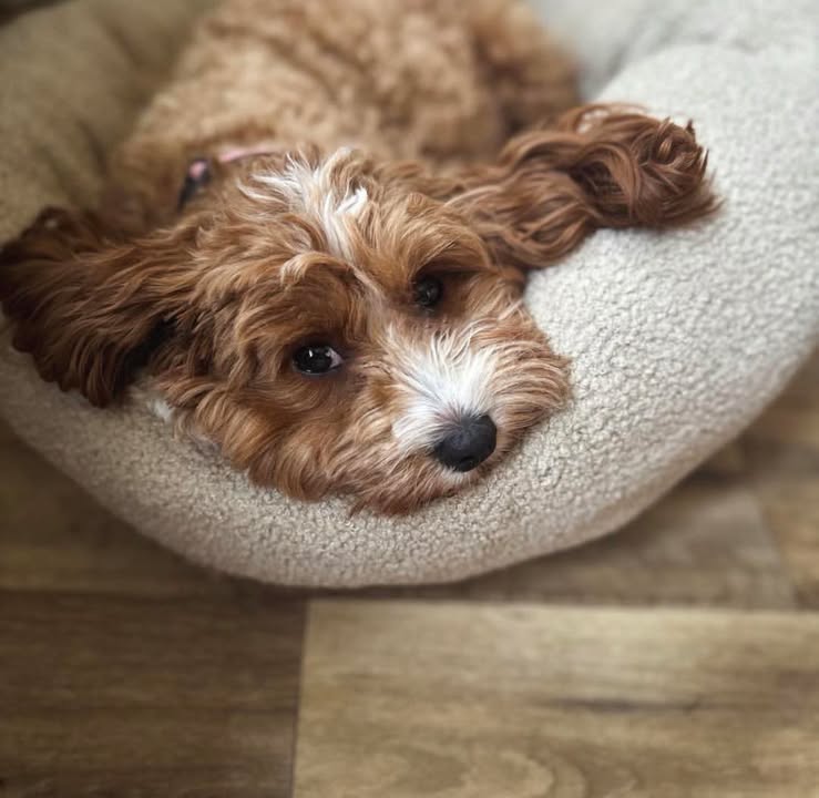 miniature cavoodle