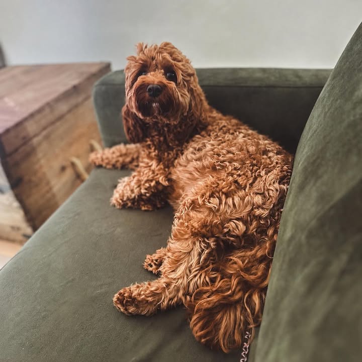 cuddly cavoodle