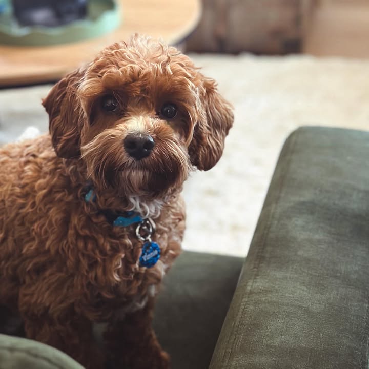 cavoodle breeder south australia