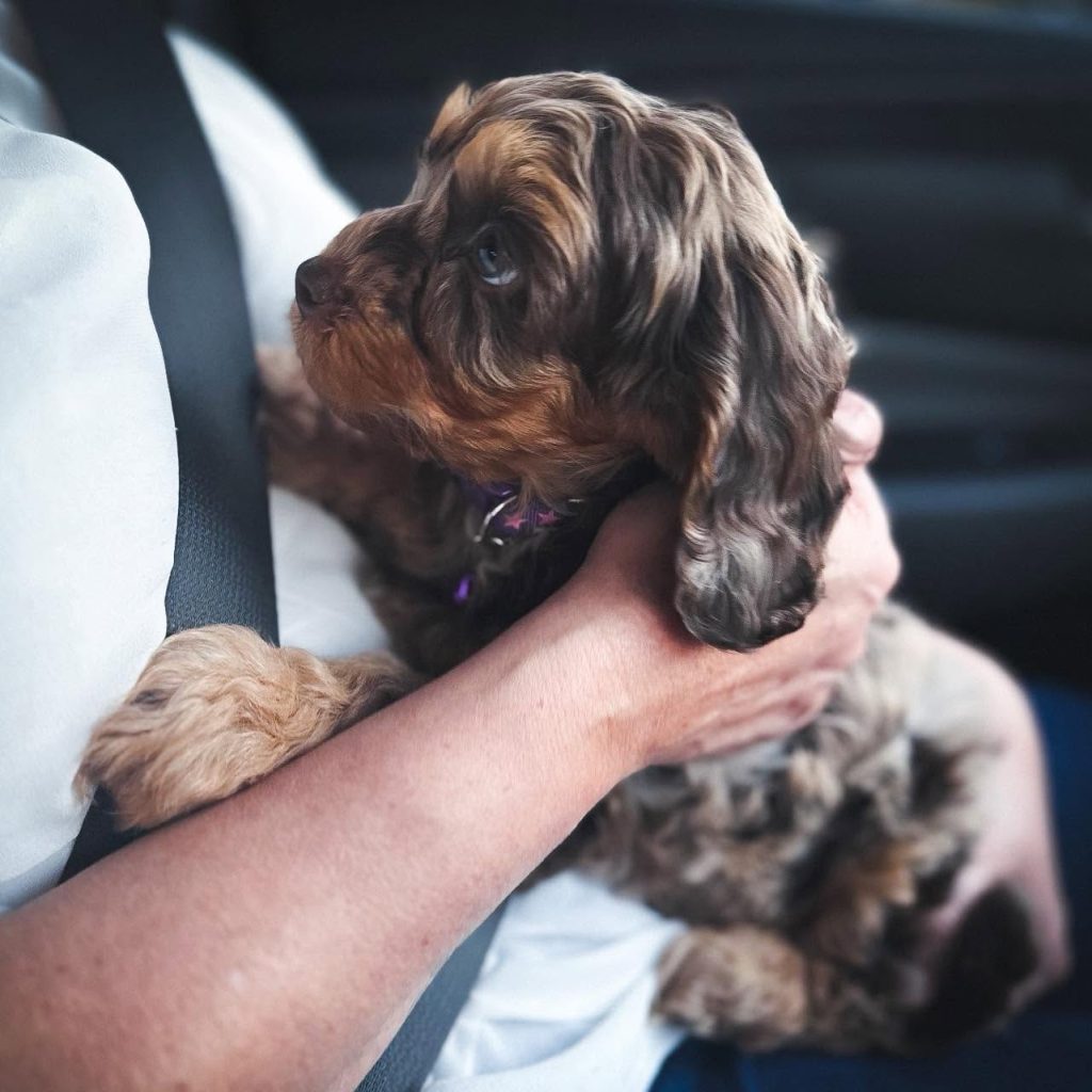 Glenroy Cavoodles South Austalia