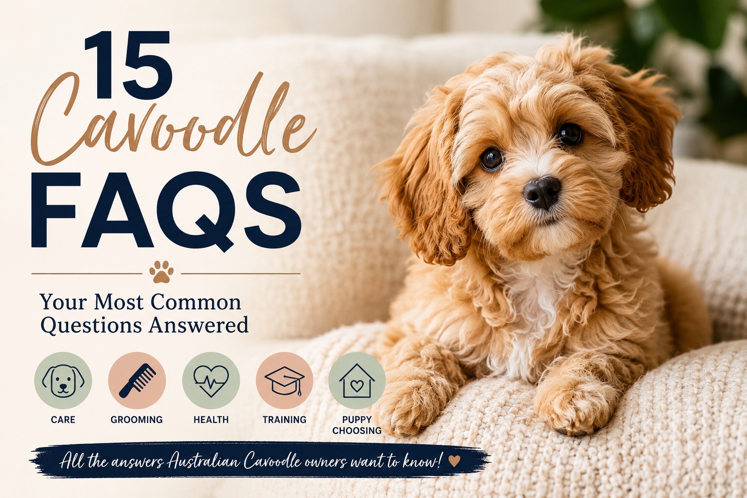 cavoodle faqs