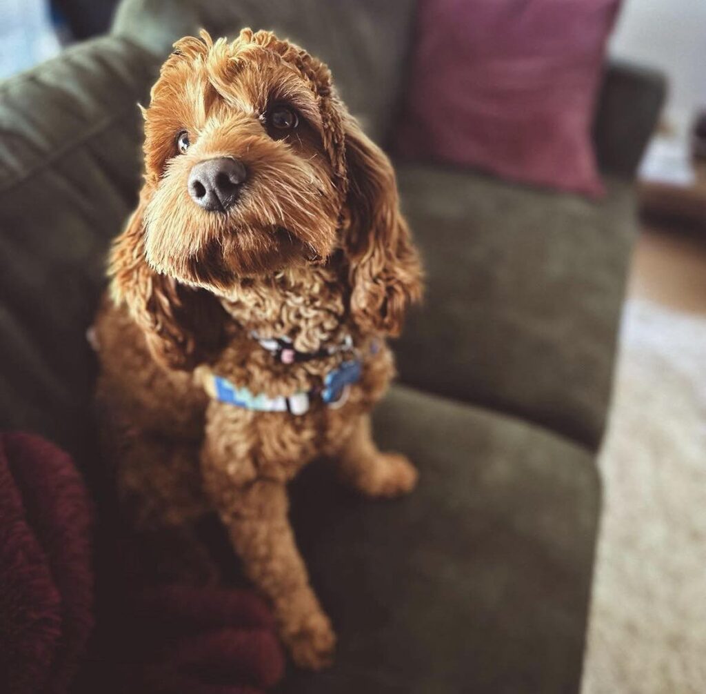 South Australia Cavoodle breeders